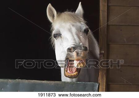 a horse with his mouth open showing his teeth; benalamadena costa, malaga, costa del sol, andalusia, spain View Large Photo Image Stock Image - a horse with his mouth open showing his teeth; benalamadena costa, malaga, costa del sol, andalusia, spain. Fotosearch