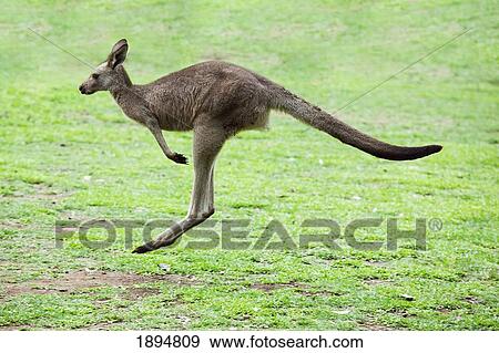 a kangaroo (marsupial) hopping; gold coast hinterland, queensland, australia View Large Photo Image Stock Photo - a kangaroo (marsupial) hopping; gold coast hinterland, queensland, australia. Fotosearch