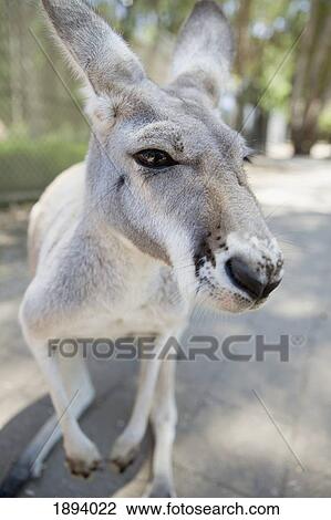 a kangaroo; queensland, australia View Large Photo Image Stock Image - a kangaroo; queensland, australia. Fotosearch