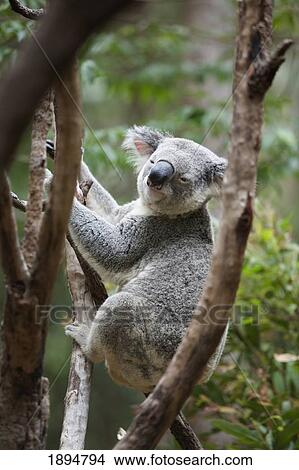 Picture - a koala bear (phascolarctos cinereus) in a tree; gold coast, queensland, australia. Fotosearch