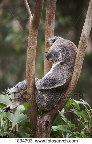 a koala bear (phascolarctos cinereus) in a tree; gold coast, queensland, australia View Large Photo Image Stock Image - a koala bear (phascolarctos cinereus) in a tree; gold coast, queensland, australia. Fotosearch