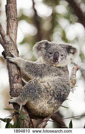 a koala bear (phascolarctos cinereus) in a tree; gold coast hinterland, queensland, australia View Large Photo Image Stock Image - a koala bear (phascolarctos cinereus) in a tree; gold coast hinterland, queensland, australia. Fotosearch