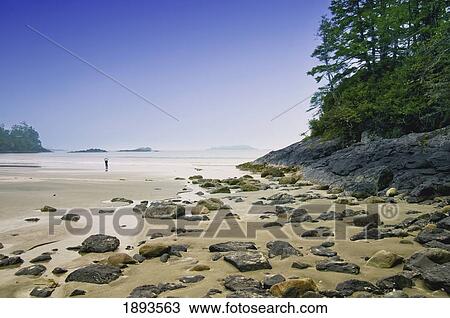 Stock Image - a landscape of boulders in the sand with green trees and a blue sky; tofino, british columbia, canada. Fotosearch