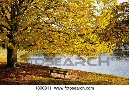 Stock Image - a large tree and bench along the water in autumn; north yorkshire, england. Fotosearch