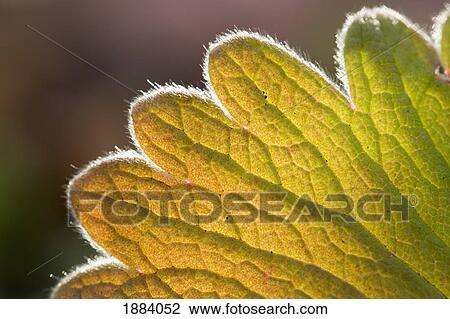 a leaf changing color with hairs and veins highlighted; calgary, alberta, canada View Large Photo Image Stock Image - a leaf changing color with hairs and veins highlighted; calgary, alberta, canada. Fotosearch