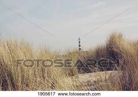 Stock Photo - a lighthouse past the reeds on the beach; ameland, the netherlands. Fotosearch