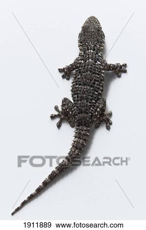 Stock Photo - a lizard; tarifa, cadiz, andalusia, spain. Fotosearch
