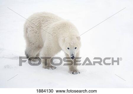 Stock Image - a lone polar bear (ursus maritimus) walks up and stares into the camera with a curious look; churchill, manitoba, canada. Fotosearch