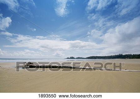 a long beach with driftwood in pacific rim national park; tofino, british columbia, canada View Large Photo Image Stock Image - a long beach with driftwood in pacific rim national park; tofino, british columbia, canada. Fotosearch