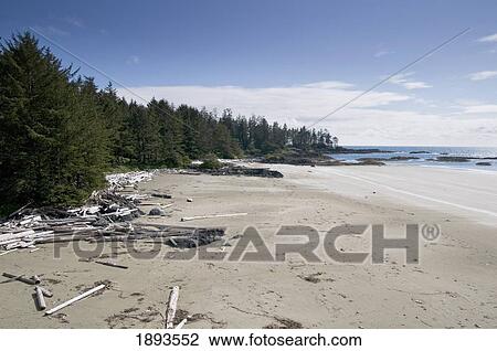 a long beach with driftwood; tofino, british columbia, canada View Large Photo Image Stock Image - a long beach with driftwood; tofino, british columbia, canada. Fotosearch