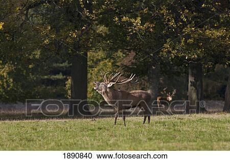 a male deer (cervidae) standing in a field and calling while another deer watches; north yorkshire, england View Large Photo Image Stock Image - a male deer (cervidae) standing in a field and calling while another deer watches; north yorkshire, england. Fotosearch
