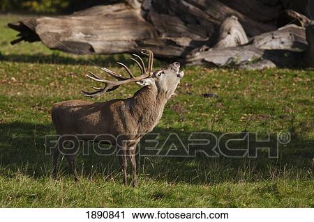 Stock Image - a male deer (cervidae) standing in a field and calling; north yorkshire, england. Fotosearch