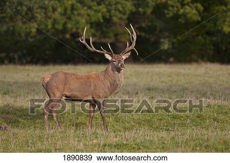 Stock Photo - a male deer (cervidae) standing in a field; north yorkshire, england. Fotosearch