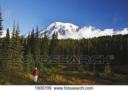a man looking at mount rainier against a blue sky in mt. rainier national park; washington, united state of america View Large Photo Image Stock Photo - a man looking at mount rainier against a blue sky in mt. rainier national park; washington, united state of america. Fotosearch