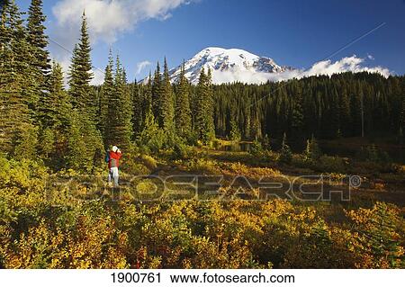 a man photographing mount rainier in autumn in mt. rainier national park; washington, united states of america View Large Photo Image Stock Image - a man photographing mount rainier in autumn in mt. rainier national park; washington, united states of america. Fotosearch