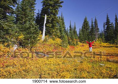 a man standing with arms raised amongst the autumn colors in mt. rainier national park; washington, united states of america View Large Photo Image Picture - a man standing with arms raised amongst the autumn colors in mt. rainier national park; washington, united states of america. Fotosearch