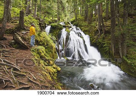 a man stands looking at a waterfall at still creek in mt. hood national forest in the oregon cascade mountains; oregon, united states of america View Large Photo Image Picture - a man stands looking at a waterfall at still creek in mt. hood national forest in the oregon cascade mountains; oregon, united states of america. Fotosearch
