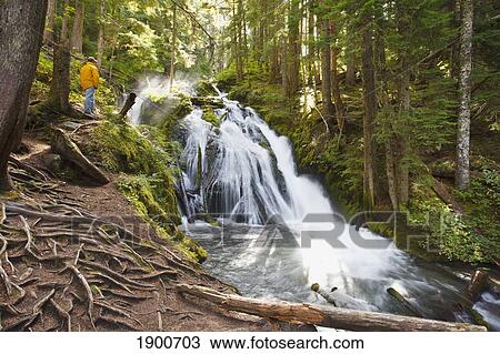 a man stands looking at a waterfall at still creek in mt. hood national forest in the oregon cascade mountains; oregon, united states of america View Large Photo Image Stock Image - a man stands looking at a waterfall at still creek in mt. hood national forest in the oregon cascade mountains; oregon, united states of america. Fotosearch