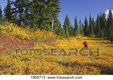 Stock Image - a man taking pictures of the autumn colors in mt. rainier national park; washington, united states of america. Fotosearch