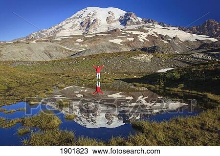 a person standing with arms raised on the shore of an alpine pond with mount rainier in the background in mount rainier national park; washington, united states of america View Large Photo Image Stock Image - a person standing with arms raised on the shore of an alpine pond with mount rainier in the background in mount rainier national park; washington, united states of america. Fotosearch