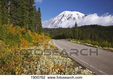a road going through mt. rainier national park in autumn with a view of mount rainier; washington, united states of america View Large Photo Image Stock Image - a road going through mt. rainier national park in autumn with a view of mount rainier; washington, united states of america. Fotosearch