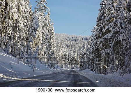 a road lined with snow covered trees on mount hood; oregon, united states of america View Large Photo Image Stock Photo - a road lined with snow covered trees on mount hood; oregon, united states of america. Fotosearch