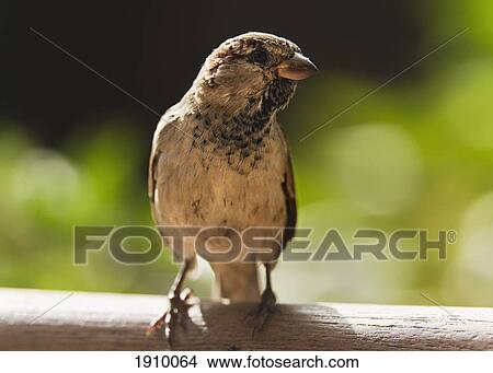 a sparrow perched on a wooden beam; tarifa, cadiz, andalusia, spain View Large Photo Image Picture - a sparrow perched on a wooden beam; tarifa, cadiz, andalusia, spain. Fotosearch