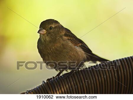 a sparrow; tarifa, cadiz, andalusia, spain View Large Photo Image Stock Image - a sparrow; tarifa, cadiz, andalusia, spain. Fotosearch