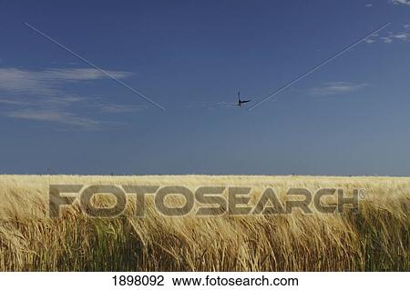 a swallow flying low over a barley field in east cork in munster region; ballycotton, county cork ireland View Large Photo Image Stock Image - a swallow flying low over a barley field in east cork in munster region; ballycotton, county cork ireland. Fotosearch