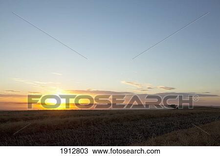 a tractor drives over a canola field at sunset; three hills, alberta, canada View Large Photo Image Stock Image - a tractor drives over a canola field at sunset; three hills, alberta, canada. Fotosearch