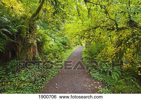 Stock Photograph - a trail in silver falls state park; oregon, united states of america. Fotosearch