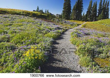 Stock Photograph - a trail in the tatoosh mountains in mt. rainier national park; washington, united states of america. Fotosearch