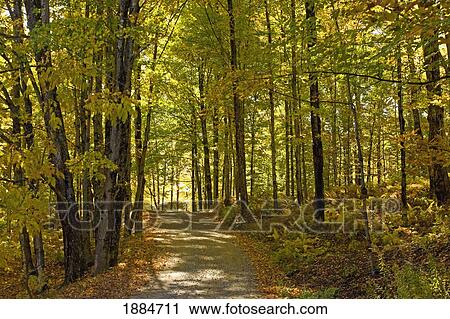 a trail through the forest in autumn; quebec, canada View Large Photo Image Stock Image - a trail through the forest in autumn; quebec, canada. Fotosearch