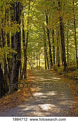 Stock Image - a trail through the forest in autumn; quebec, canada. Fotosearch