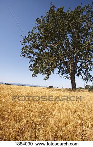 a tree in a wheat field in willamette valley; oregon, united states of america View Large Photo Image Stock Image - a tree in a wheat field in willamette valley; oregon, united states of america. Fotosearch