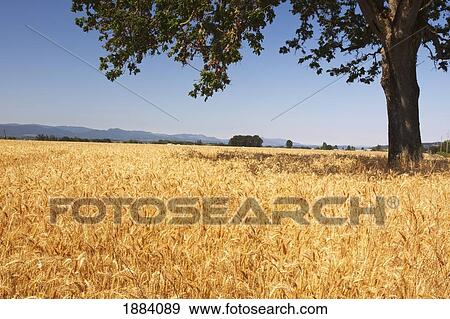 a tree in a wheat field in willamette valley; oregon, united states of america View Large Photo Image Stock Photo - a tree in a wheat field in willamette valley; oregon, united states of america. Fotosearch
