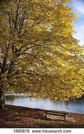 a tree with golden leaves and a park bench on the edge of the water in autumn; north yorkshire, england View Large Photo Image Stock Photo - a tree with golden leaves and a park bench on the edge of the water in autumn; north yorkshire, england. Fotosearch