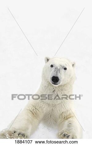 a very curious polar bear (ursus maritimus) stands on it's hind legs to get a closer look at it's prey; churchill, manitoba, canada View Large Photo Image Stock Photo - a very curious polar bear (ursus maritimus) stands on it's hind legs to get a closer look at it's prey; churchill, manitoba, canada. Fotosearch