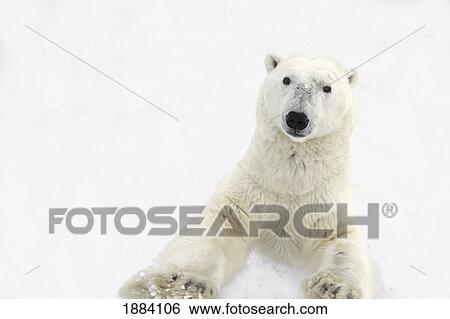 a very curious polar bear (ursus maritimus) stands on it's hind legs to get a closer look at it's prey; churchill, manitoba, canada View Large Photo Image Stock Photograph - a very curious polar bear (ursus maritimus) stands on it's hind legs to get a closer look at it's prey; churchill, manitoba, canada. Fotosearch