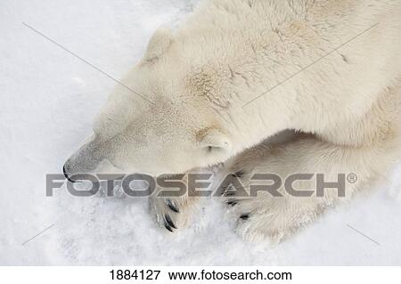 a view of a polar bear (ursus maritimus) from above showing a closeup of it's head and shoulders; churchill, manitoba, canada View Large Photo Image Stock Photo - a view of a polar bear (ursus maritimus) from above showing a closeup of it's head and shoulders; churchill, manitoba, canada. Fotosearch