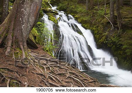 Stock Photography - a waterfall at still creek in mt. hood national forest in the oregon cascade mountains; oregon, united states of america. Fotosearch