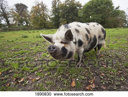 a white pig (suidae) with black spots; northumberland, england View Large Photo Image Stock Image - a white pig (suidae) with black spots; northumberland, england. Fotosearch