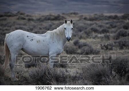 a wild horse in a field; wyoming, united states of america View Large Photo Image Stock Image - a wild horse in a field; wyoming, united states of america. Fotosearch
