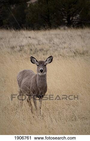 Stock Image - a wild mule deer (odocoileus hemionus); wyoming, united states of america. Fotosearch