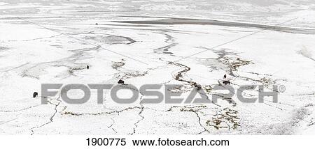 a winter panoramic view of bison at hayden valley in yellowstone national park; wyoming, united states of america View Large Photo Image Stock Photography - a winter panoramic view of bison at hayden valley in yellowstone national park; wyoming, united states of america. Fotosearch