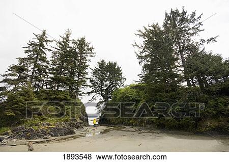 a woman in a raincoat looking out at the ocean standing on a beach; tofino, british columbia, canada View Large Photo Image Stock Photo - a woman in a raincoat looking out at the ocean standing on a beach; tofino, british columbia, canada. Fotosearch