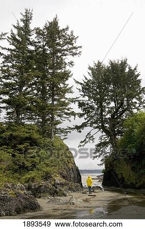 a woman in a raincoat looking out at the ocean standing on a beach; tofino, british columbia, canada View Large Photo Image Stock Photo - a woman in a raincoat looking out at the ocean standing on a beach; tofino, british columbia, canada. Fotosearch