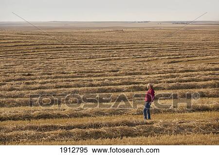 a woman stands in a harvested wheat field; three hills, alberta, canada View Large Photo Image Stock Photography - a woman stands in a harvested wheat field; three hills, alberta, canada. Fotosearch