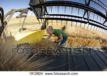 a woman works on a combine in a wheat field; three hills, alberta, canada View Large Photo Image Picture - a woman works on a combine in a wheat field; three hills, alberta, canada. Fotosearch