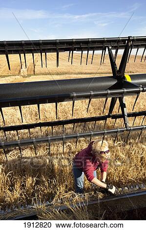 a woman works on a combine in a wheat field; three hills, alberta, canada View Large Photo Image Stock Image - a woman works on a combine in a wheat field; three hills, alberta, canada. Fotosearch